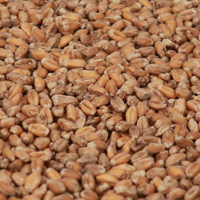 Wheat Munich malt 1 kg EBC 25
