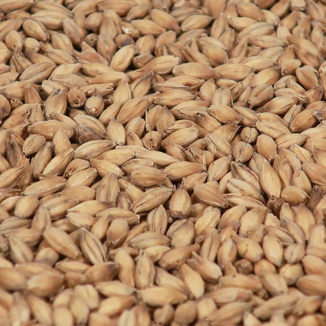 Diastatique Wheat malt 1 kg EBC